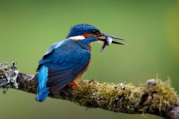 Male knigfisher fishing from a mossy branch