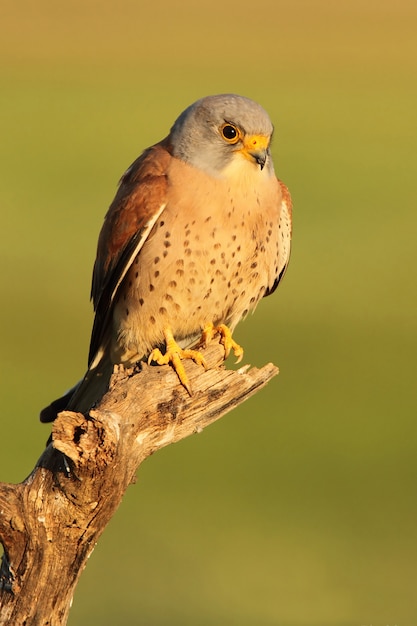 Male of Lesser kestrel, falcon, birds, raptor, hawk, Falco naunanni