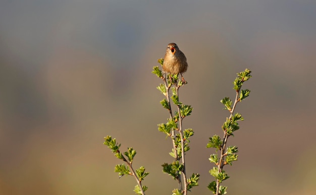 Male linnet singing from the top of a tree