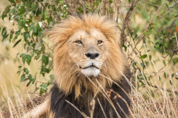 Male lion close-up