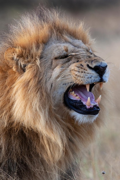 Male Lion Panthera leo Botswana