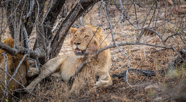 Male Lion Panthera Leo relaxing in the shadow at Kruger National Park