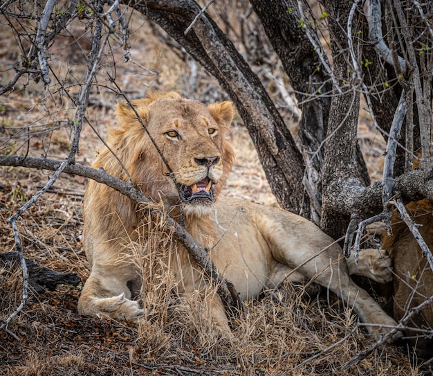 Male Lion Panthera Leo relaxing in the shadow at Kruger National Park