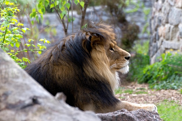 Male Lion resting in the zoo African exotic animal portrait