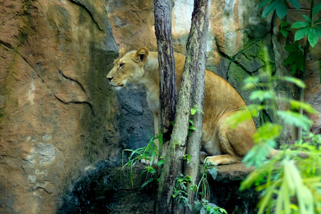 Male lion sitting on a rock near a tree 