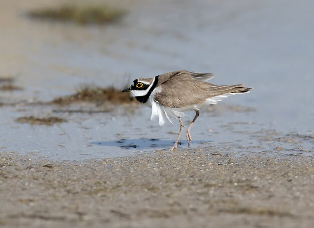 A male little ringed plover in  breeding plumage walking on the sand close up