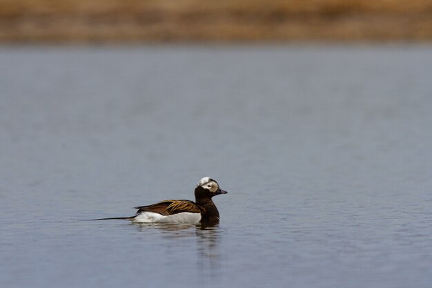 Male long-tailed duck swimming in a small pond