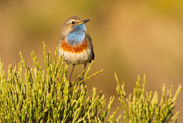 Male of Male of Bluethroat with the plumage of the mating season, birds, song birds, Luscinea svecica