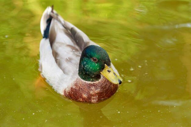 male mallard in pond