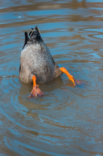 Male mallard swimming in lake at zoo