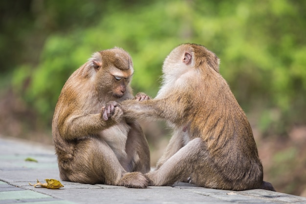 A male monkey checking for fleas and ticks in the female