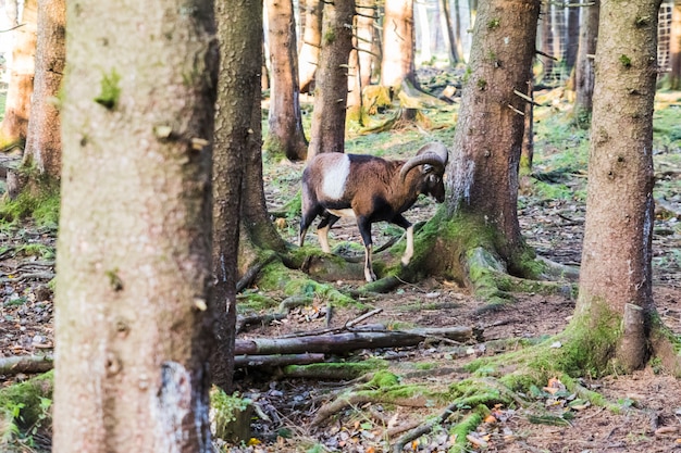 A male muflon in the forest