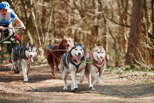 Male musher rides on three wheeled cart with four Siberian Husky sled dogs in harness on forest