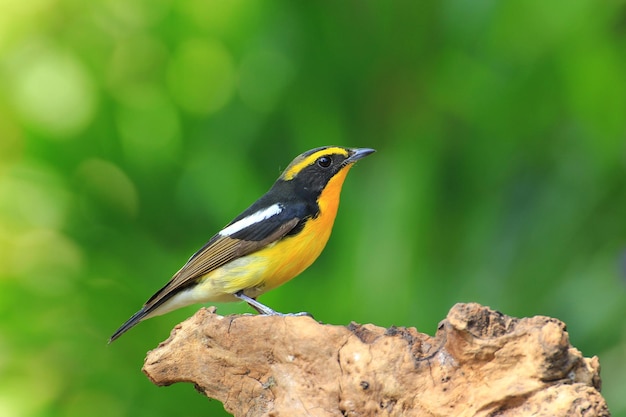 Male of Narcissus Flycatcher ficedula zanthopygia the beautiful yellow with black and grey feathers standing on the log