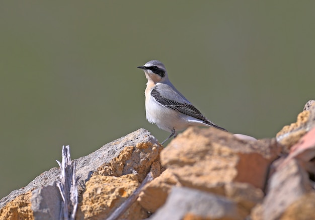 Male The northern wheatear or wheatear (Oenanthe oenanthe) in breeding plumage filmed in natural habitat