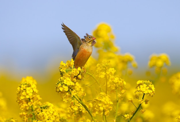 A male ortolan bunting