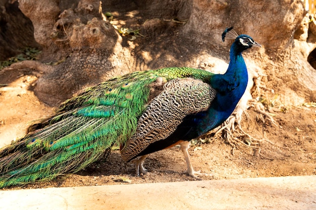 The male peacock bird walks in the open space Peafowl in nature