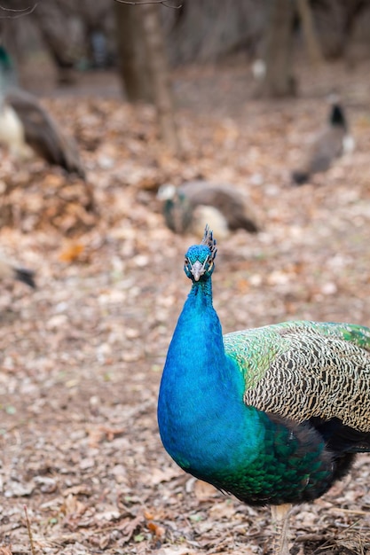 Male peacock closeup walks in the park