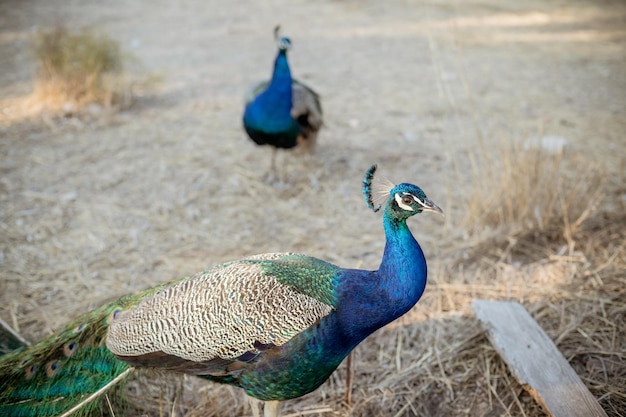 Male peacock in the natural park Colorful beautiful peacock in the forest Multicolored peacock in natural habitatBlue male peafowl resting on the ground