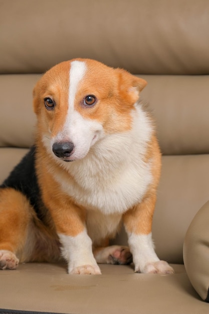 Male pembroke welsh corgi photoshoot studio session pet photography in the house with cute expression dog