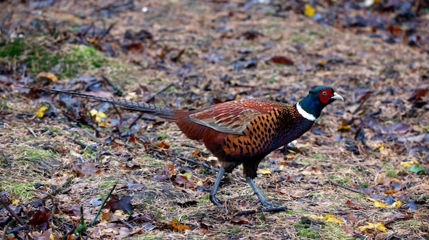 Male pheasant foraging for food