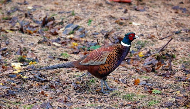 Male pheasant foraging for food