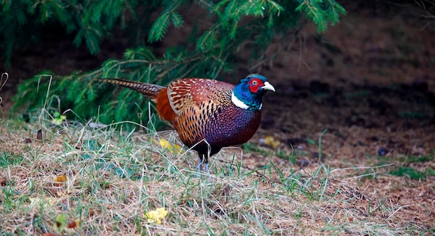 Male pheasant foraging for food