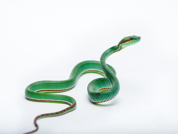 Male Pope's Pit Viper (Trimeresurus popeorum)