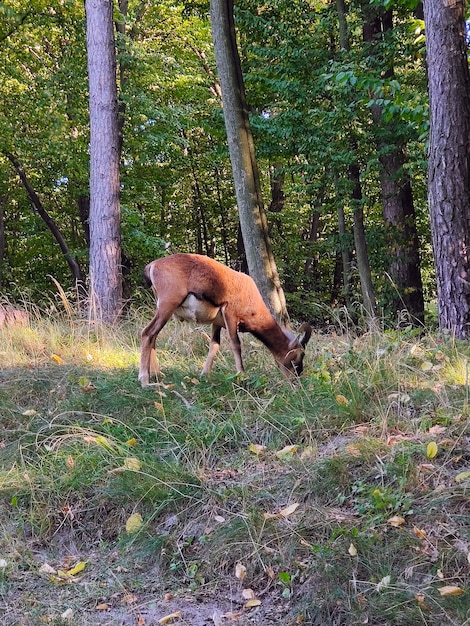 A male ram grazes in the park against the background of green trees Side view