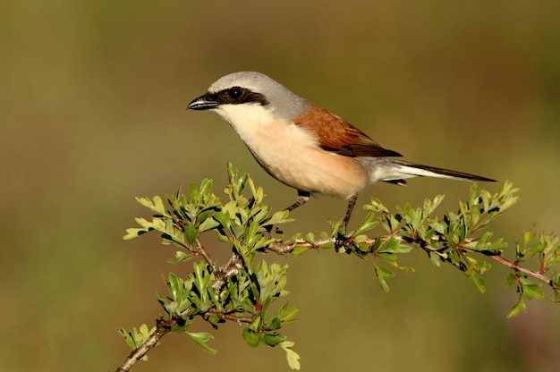 Male of Red-backed shrike with the first lights of dawn in a field of purple flowers