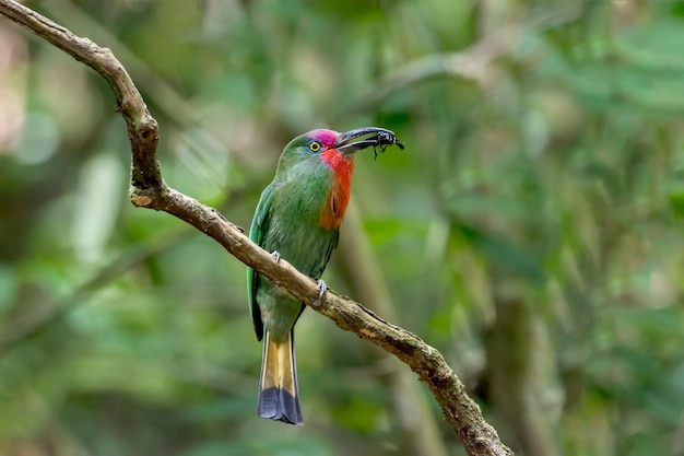 Male Red-bearded bee-eater with prey in Kaeng Krachan National Park , Phetchaburi , Thaila