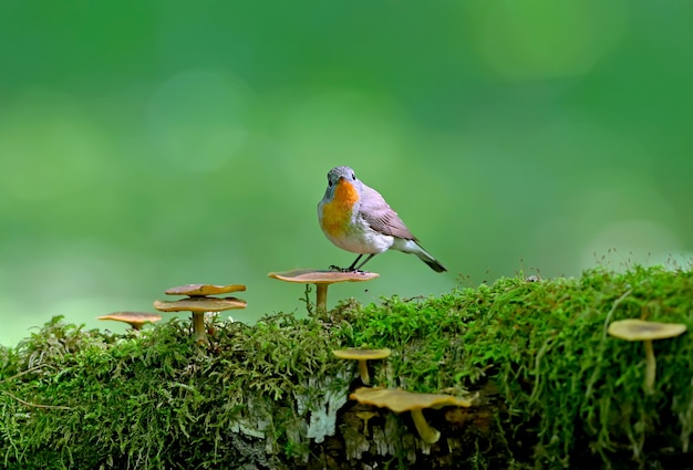 Male red-breasted flycatcher (Ficedula parva) poses on a moss-covered log of mushrooms. Unusual close-up and soft light photos in full color.