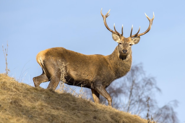 Male red Deer portrait looking at you