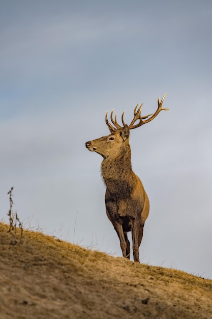 Male red Deer portrait looking at you