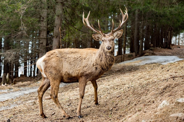 Male red Deer portrait looking at you