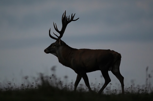 Male red deer walking on horizon in the dark from side view