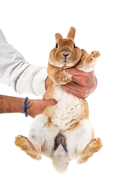 Male Rex rabbit in studio