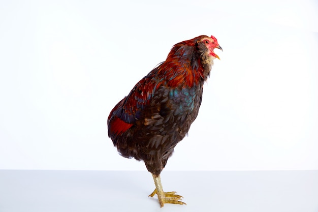 Male Rooster Araucana Easter egger breed