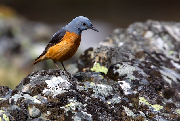 Male of Rufous-tailed rock thrush, birds, rufus-tailed, Monticola saxatilis