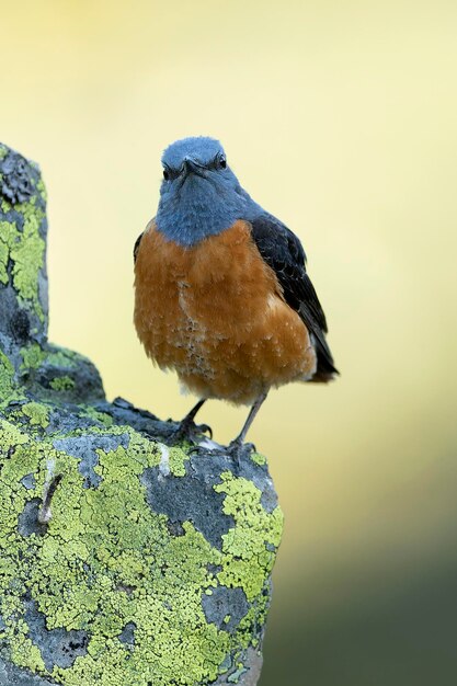 Photo male rufoustailed rock thrush at the first light of a spring day in a mountainous area with rocks