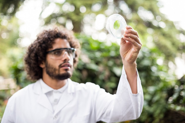 Male scientist examining leaf on petri dish