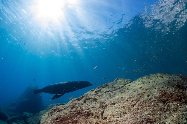 Male sea lions fighting underwater