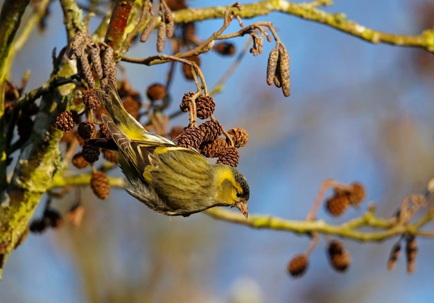 Male siskin feeding on seeds