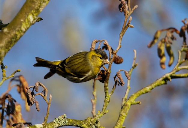 Male siskin feeding on seeds