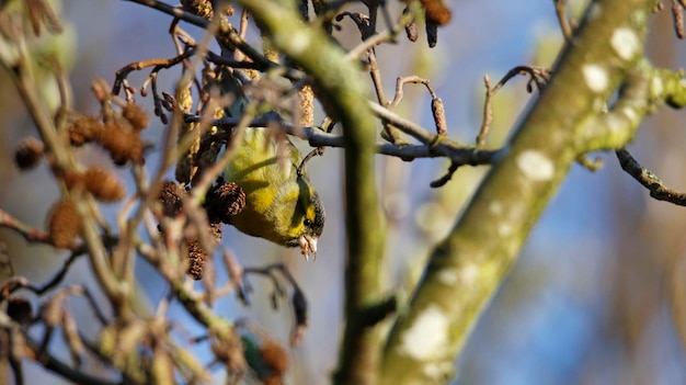 Male siskin feeding on seeds