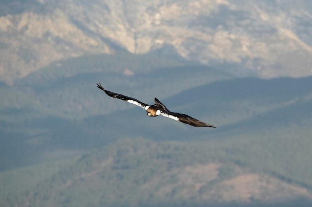 Male Spanish Imperial Eagle flying in his territory at first light on a January day