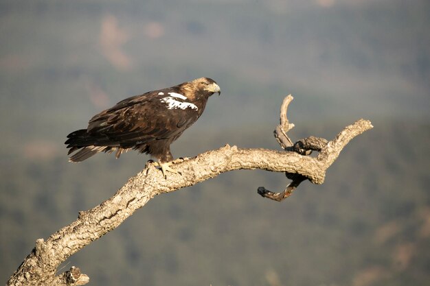 Male Spanish Imperial Eagle at his favorite vantage point in his territory at first lights