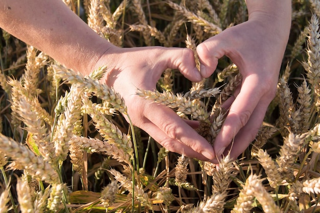 Male strong hands are folded in the form of a heart in a field with ripe ears of wheat