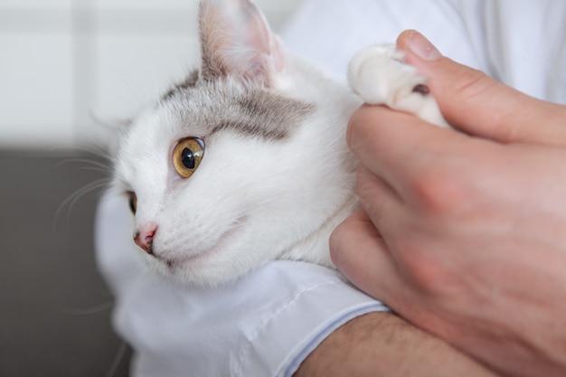 Male vet with a cat at his clinic