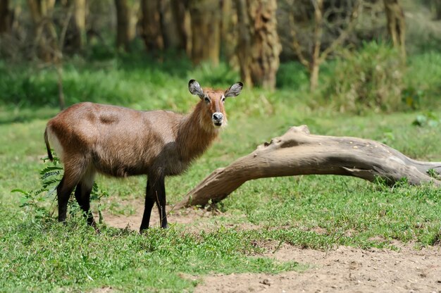 Male of Waterbuck Standing on the grass